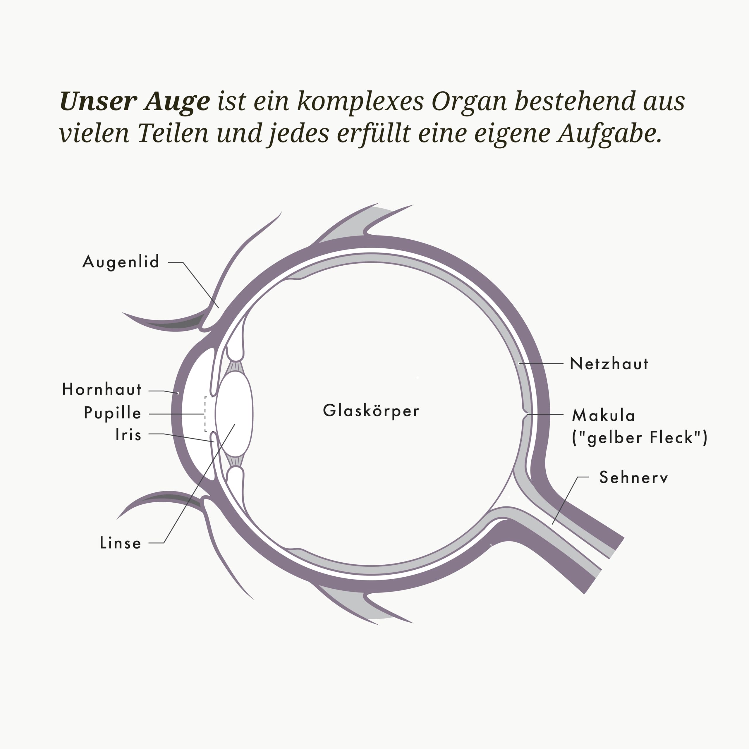 b-rbel-drexel-power-lift-asta-vision-forte-kapseln-30-stk image 4