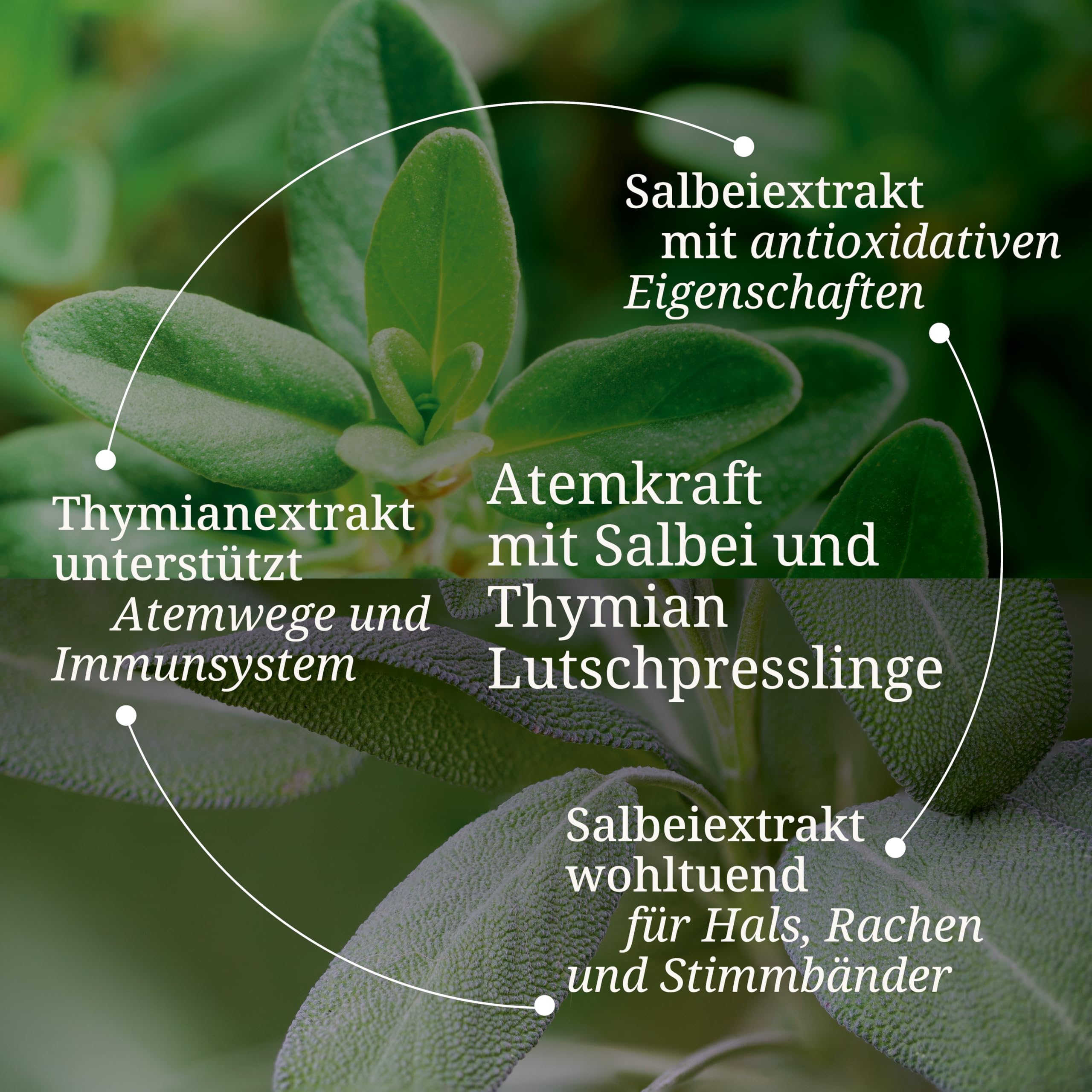 b-rbel-drexel-reine-haut-atemkraft-lutschtabletten-240-stk-salbei image 2