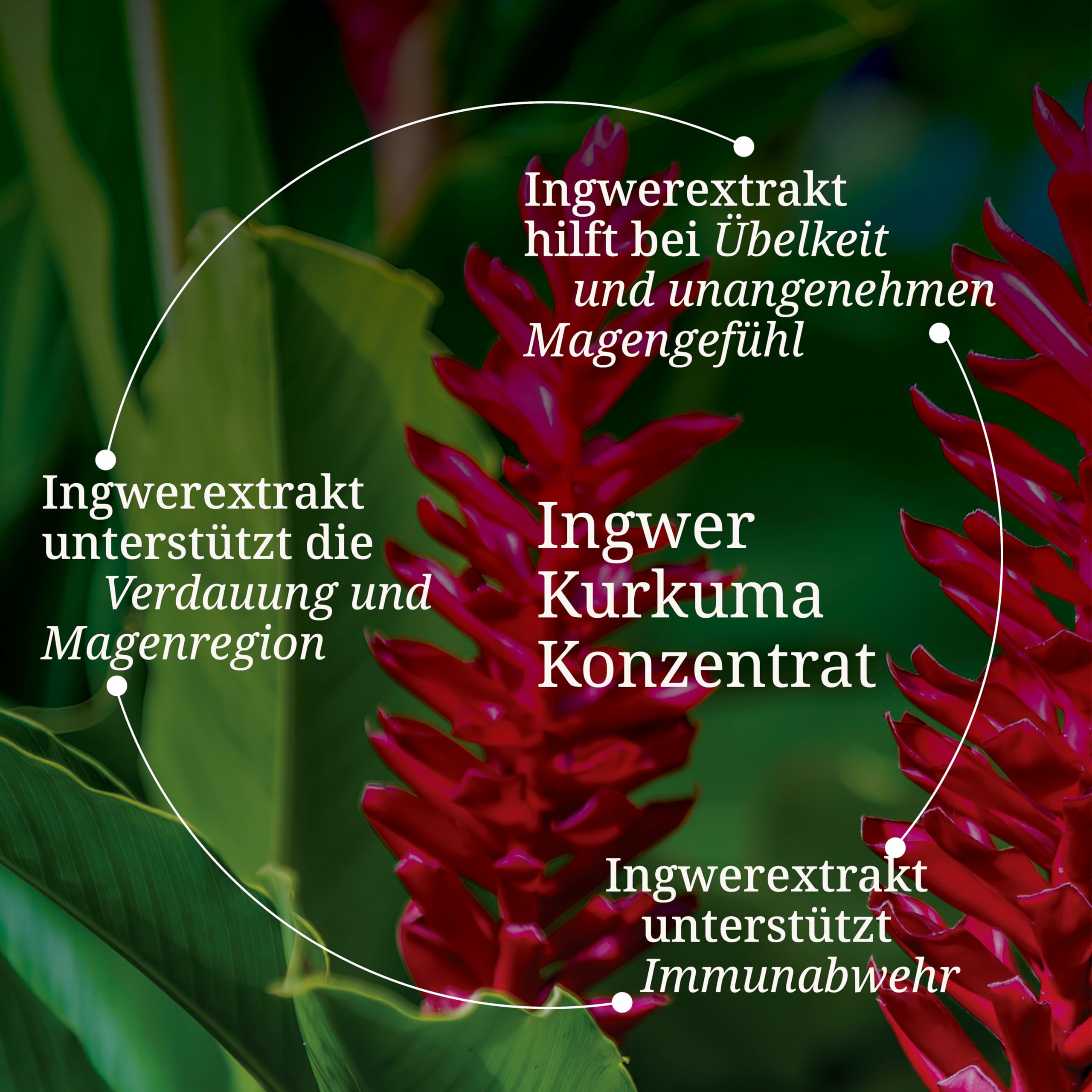 b-rbel-drexel-reine-haut-ingwer-shot-100-ml-kurkuma-acerola image 4