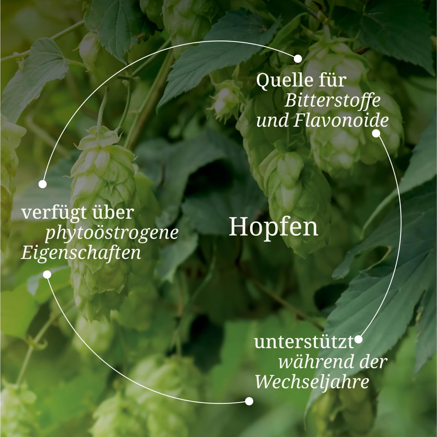 b-rbel-drexel-wildrose-wechseljahre-tabletten-96-g-hopfen-salbei image 7