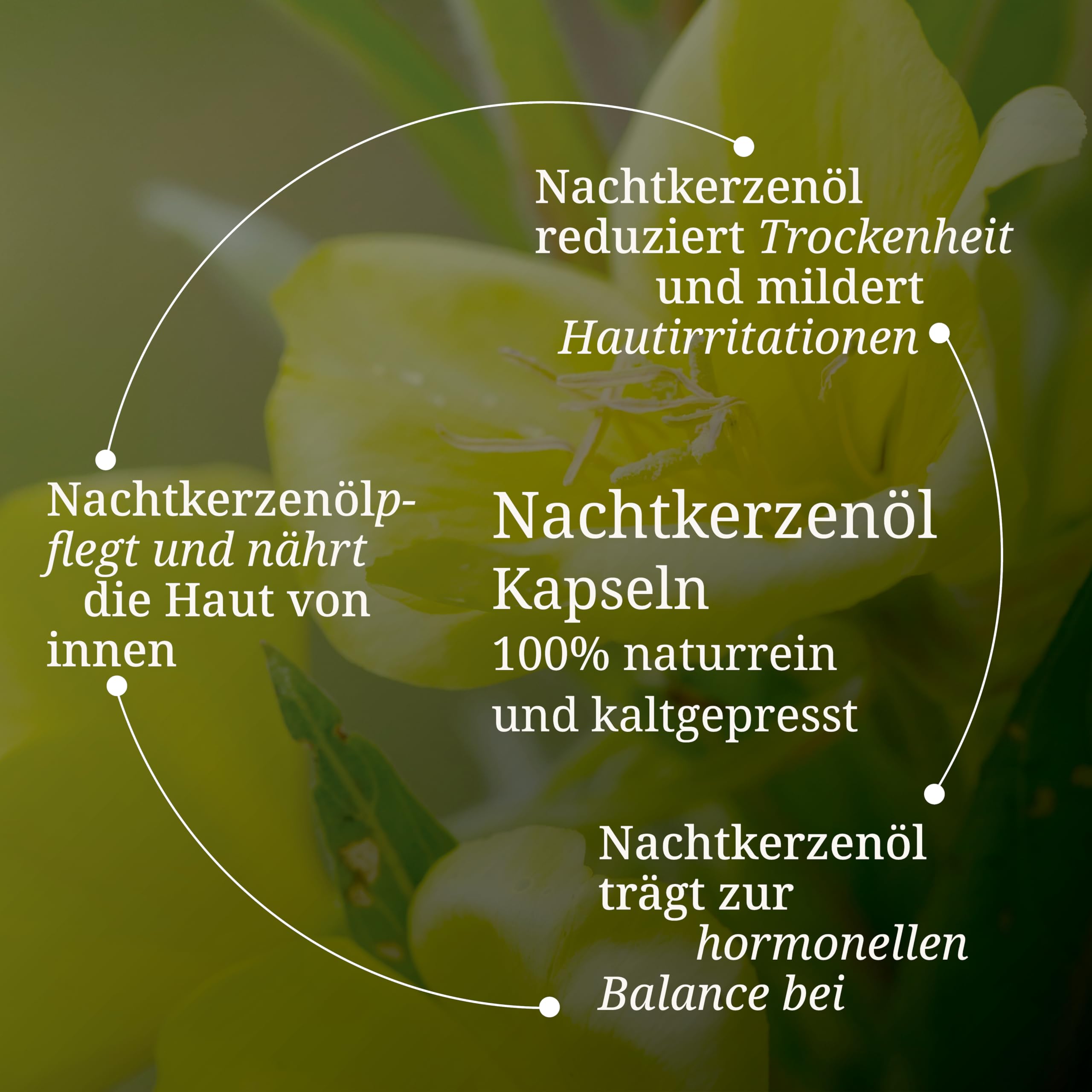 b-rbel-drexel-nachtkerze-nachtkerzen-l-120-kapseln-2000-mg image 2