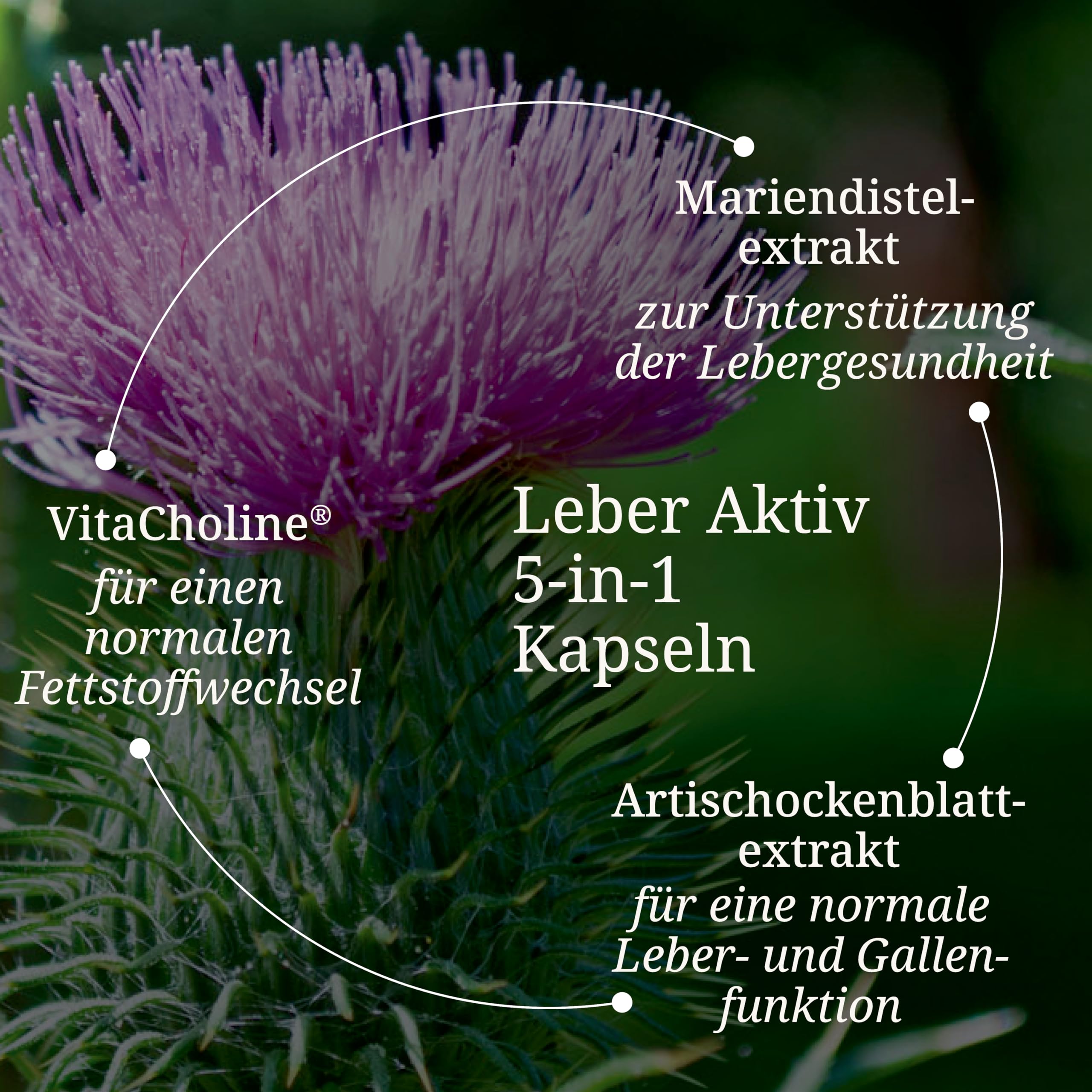 b-rbel-drexel-wildrose-leber-aktiv-kapseln-60-stk-cholin image 2